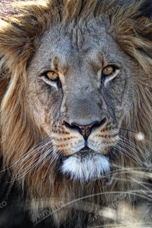 Preview: Portrait of a lion