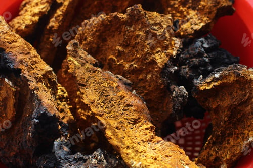 Preview: sliced chaga mushroom birch fungus. Chaga (Inonotus obliquus) - medicinal birch fungus