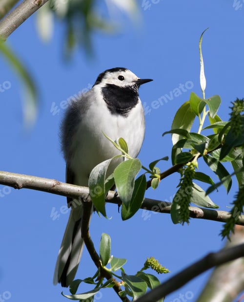 Preview: White wagtail, Motacilla alba. A bird sits on a branch among the leaves against the blue sky