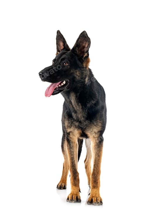 Preview: young german shepherd
