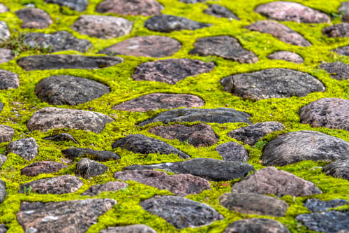 Preview: Stone pathway covered with moss in the garden landscape