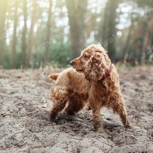 Preview: A red dog english spaniel breed stands in the sand against a bac