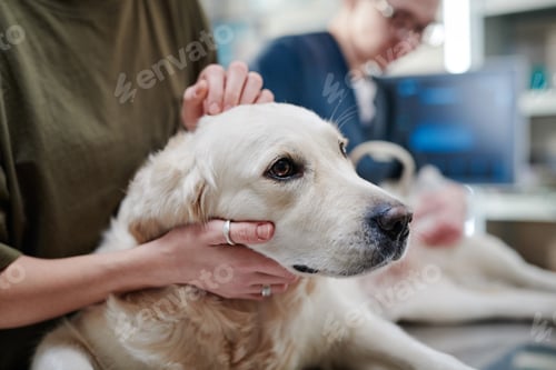 Preview: Sick dog being examined by the doctor