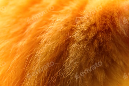 Preview: ginger cat's fur background. Close-up of ginger cat fur for texture or background with sun and shado