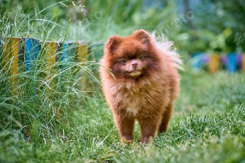 Preview: Fluffy pomeranian spitz strolling in sunny garden