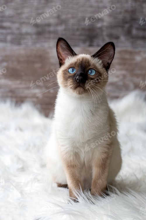 Preview: Cute kitten siamese cat indoor
