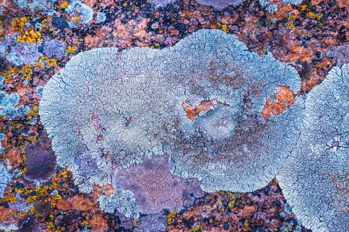 Preview: Multi-colored fungus texture on the stones