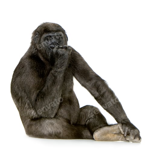 Preview: Young Silverback Gorilla