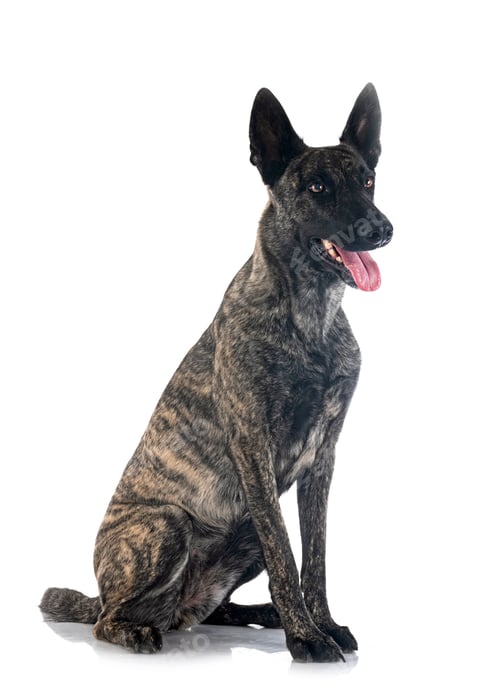 Preview: Dutch Shepherd in studio