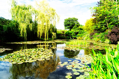 Preview: Pond with lilies in Giverny