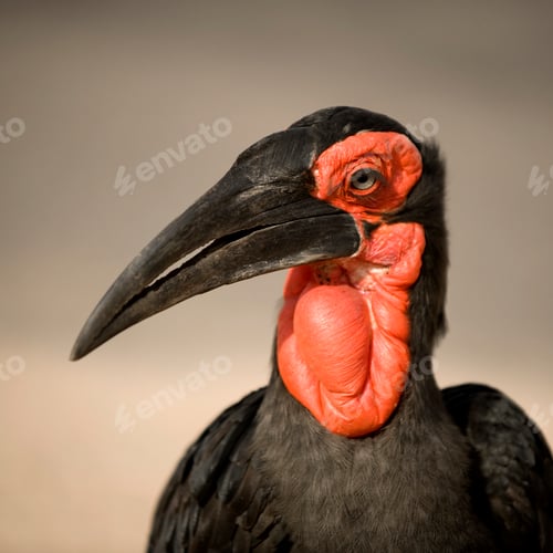 Preview: southern ground horbill