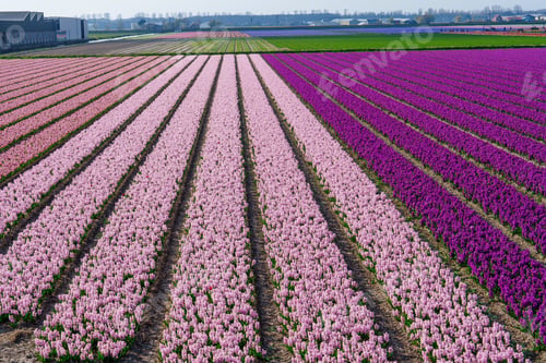Preview: Vibrant flower fields extending to the horizon in the Dutch countryside, Netherlands