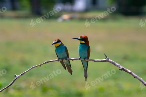 Preview: European bee eater, Merops apiaster. Common bee-eater. Close-up