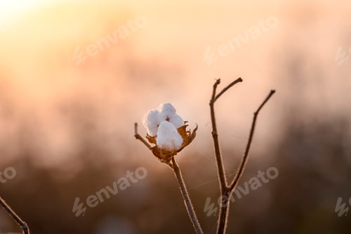 Preview: Closeup of cotton growing in a field under the sunlight with a blurry background