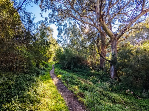 Preview: Yarra Trails in Melbourne Australia
