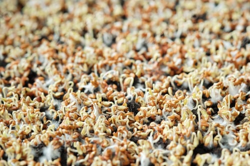 Preview: Close-up of watercress sprouts. Growing microgreens at home. Selective focus.