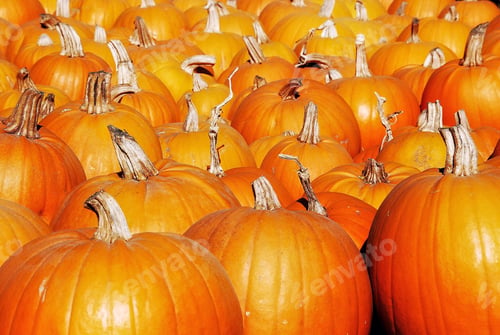 Preview: Pumpkins lined up at Half Moon Bay...