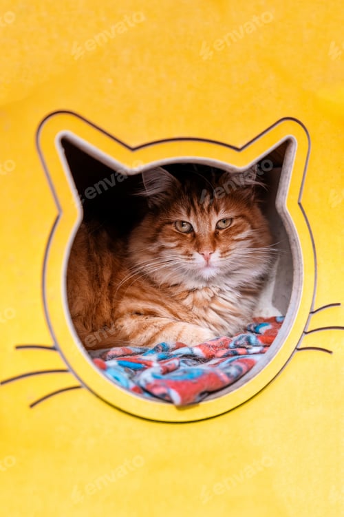 Preview: A street cat in Istanbul, Turkey