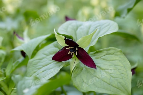 Preview: Red trillium flower blooming on the forest floor