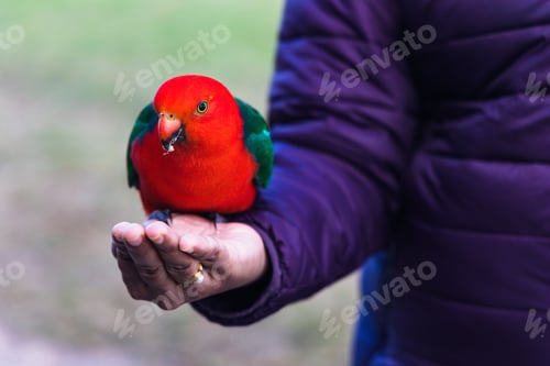 Preview: King Parrot feeding on bird seeds at O'Reilly's bird feeding area.