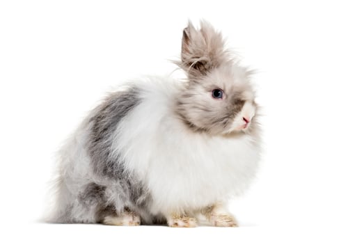 Preview: Angora rabbit, sitting against white background