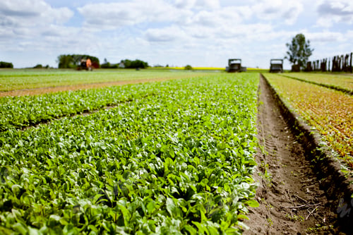 Preview: Green leafy vegetables on field