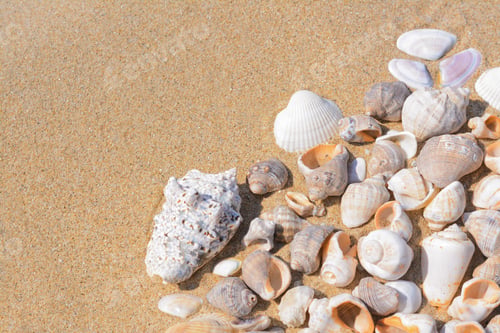 Preview: Many beautiful sea shells on sandy beach, above view. Space for text