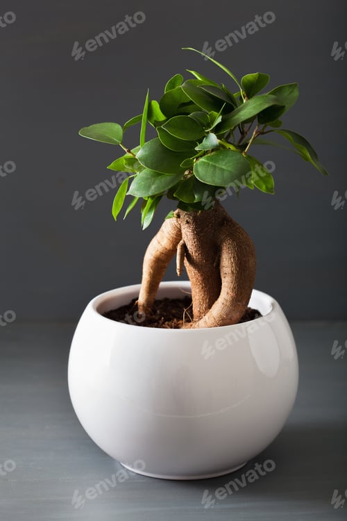 Preview: houseplant ficus microcarpa ginseng in white flowerpot