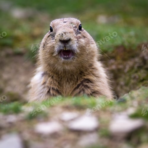 Preview: black tailed prairie dog (Cynomys ludovicianus)