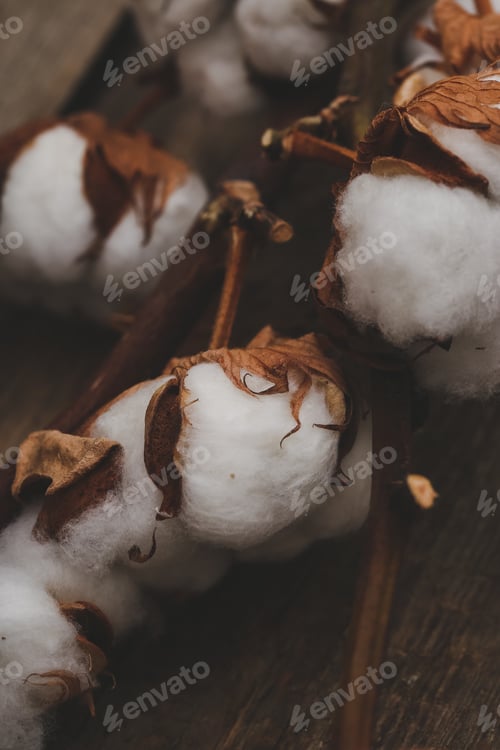 Preview: Cotton flower
