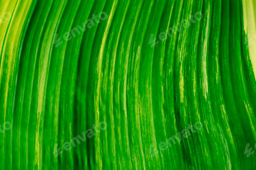 Preview: Abstract background from green banana texture. Nature backdrop.