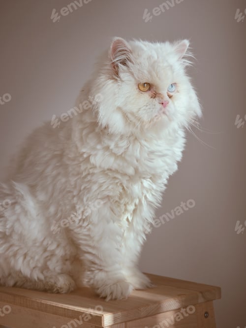 Preview: White cat with different eyes