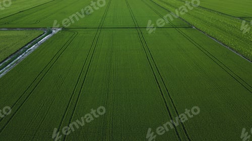 Preview: Aerial drone view of green rice field with landscape green pattern nature background. Horizontal.