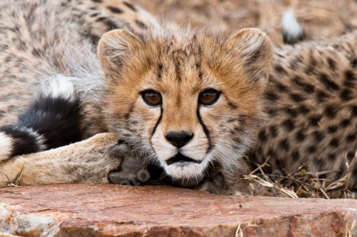 Preview: Cheetah cub (Acinonyx jubatus), Masai Mara, Kenya