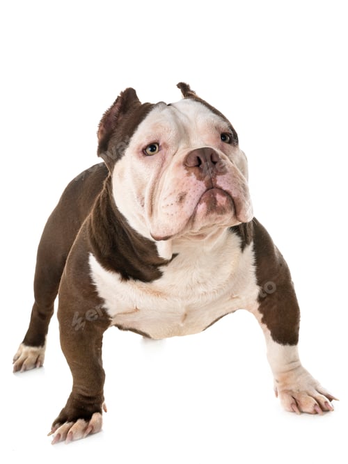 Preview: male american bully
