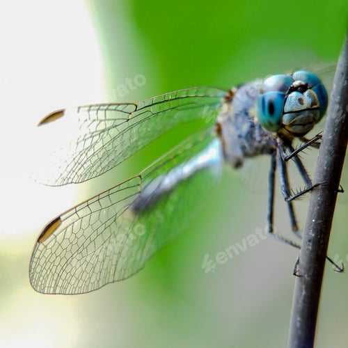 Preview: Diplacodes trivialis, nature background photo