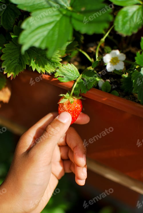 Preview: Generation Z girl of mixed race holding a strawberry out of the garden in her hands summer spring