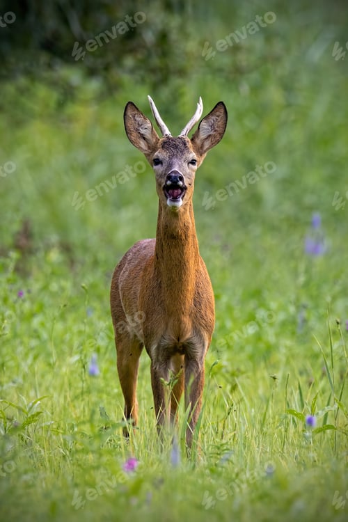 Preview: Roe deer buck barking on meadow in summertime nature