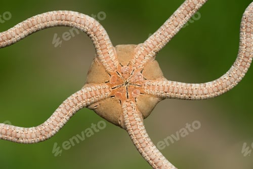 Preview: Ventral side of a brittle starfish