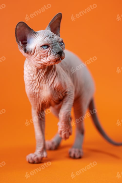 Preview: Canadian Sphynx Cat of blue mink and white color, standing with his paw raised on orange background