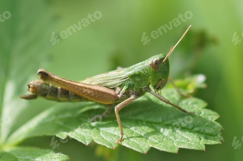 Preview: Natural closeup of meadow grasshopper, Pseudochorthippus parallelus, on green leaf