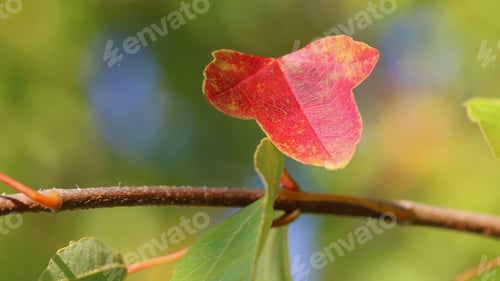 Preview: Red Fall Leaf - Close Up Photograph Of A Red Autumn Leaf On A Tree Branch With A Slightly Blurred