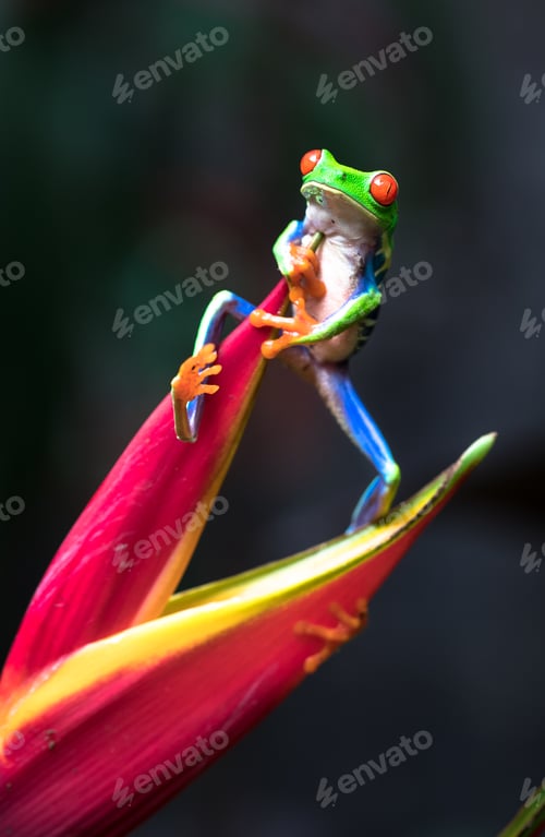 Preview: Red-eyed Tree Frog Climbs a Heliconia Flower in Costa Rica