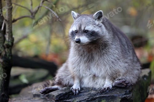 Preview: Raccoon (Procyon lotor) close up view