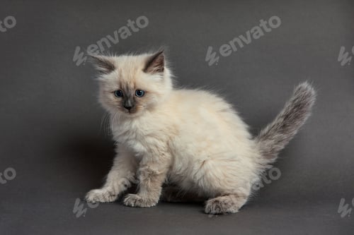 Preview: Cute fluffy kitten against light background. Space for text