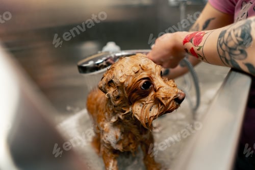Preview: grooming salon a small red dog a groomer washes a red dog in a metal bathtub shaking from the cold