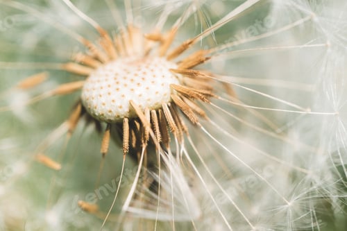 Preview: Dandelion flower with dandelion seeds. Summer background. Flowering of dandelions