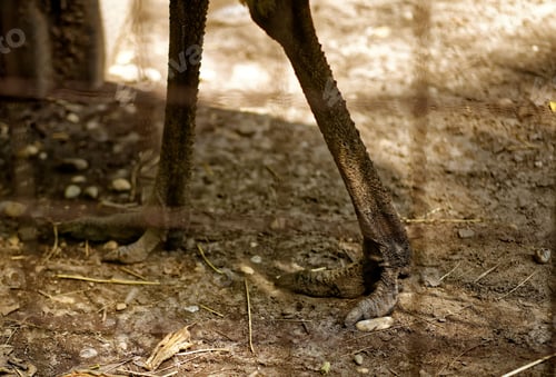 Preview: Close-up image of the legs of an animal standing on the opposite side of a wooden fence