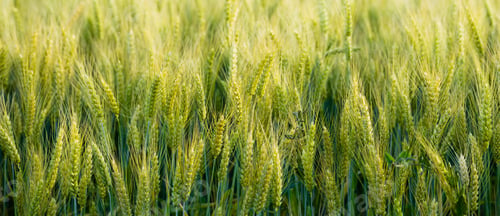Preview: Close Up Whole Grains Real Food Growing in Farmers Field