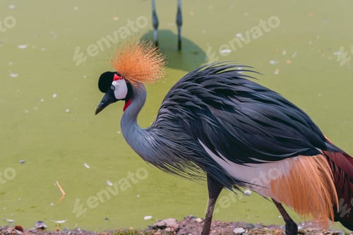 Preview: Flocks of natural birds that are looking for food.